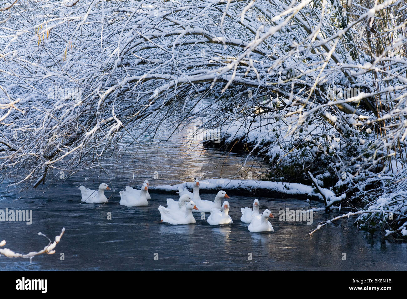 Oche domestiche nuotare lungo il fiume Bure sul giorno inverni. Foto Stock