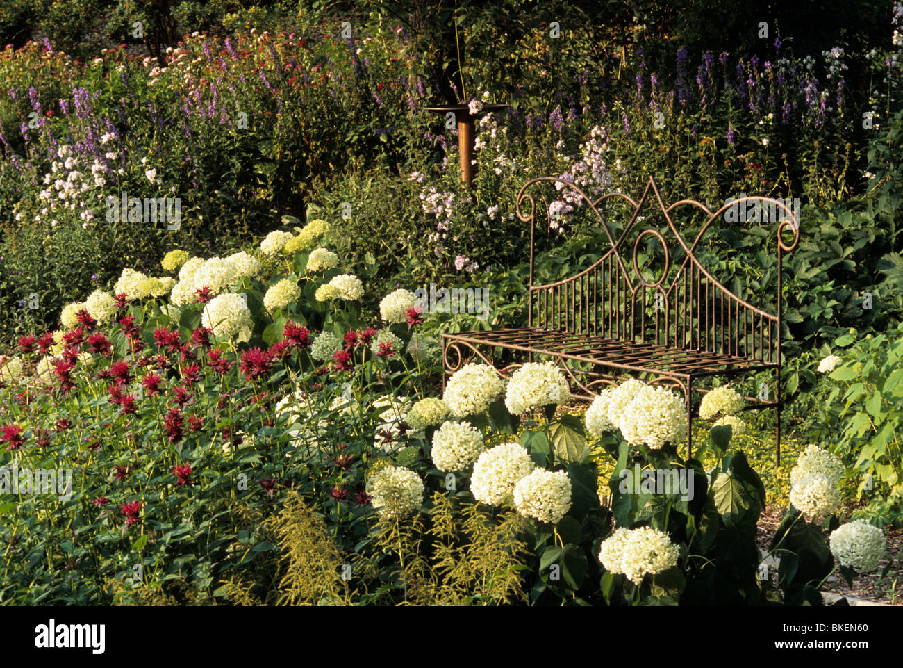 MONARDA COLRAIN 'rosso' e ortensie ANNABELLE circondano un rustico banco di ferro in un giardino del Minnesota. Estate Foto Stock