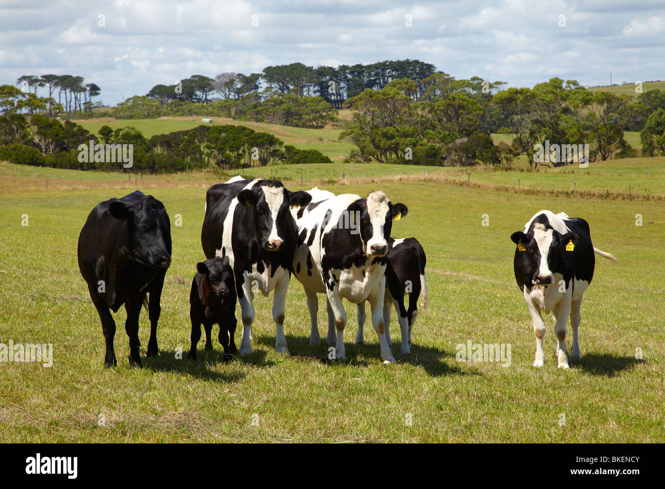 Le mucche e i terreni agricoli in prossimità Marrawah, North Western Tasmania, Australia Foto Stock