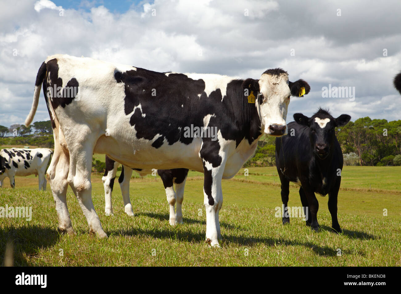 Le mucche e i terreni agricoli in prossimità Marrawah, North Western Tasmania, Australia Foto Stock