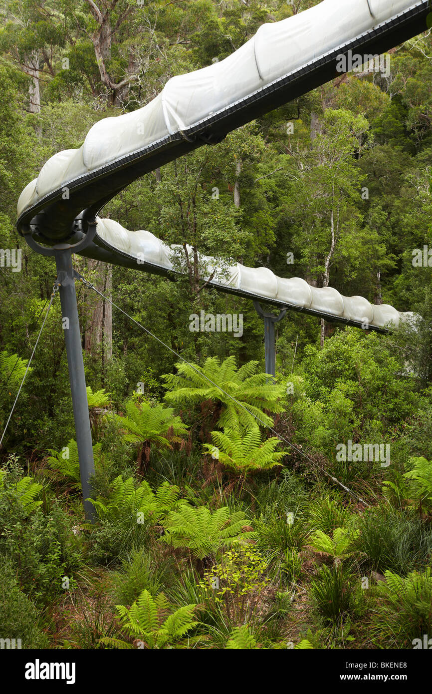 Avventura diapositiva, Tarkine avventure di foresta (ex Dismal Swamp), Bass Highway, North Western Tasmania, Australia Foto Stock