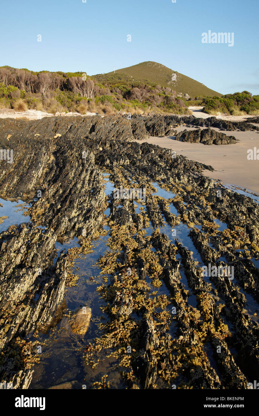 Insolite formazioni di roccia, Mary Ann Cove, Rocky Cape National Park, North Western Tasmania, Australia Foto Stock