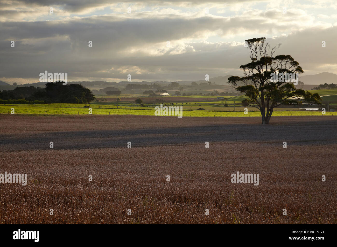 Colture e terreni agricoli, Tabella Cape, vicino a Wynyard, North Western Tasmania, Australia Foto Stock