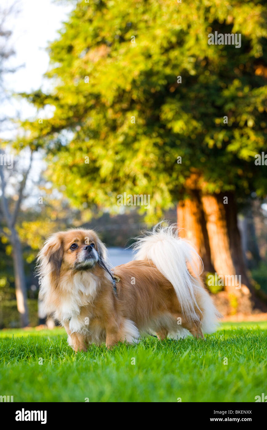 Il Tibetano Spaniel cane Foto Stock