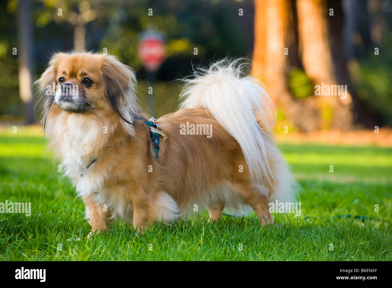 Il Tibetano Spaniel cane Foto Stock