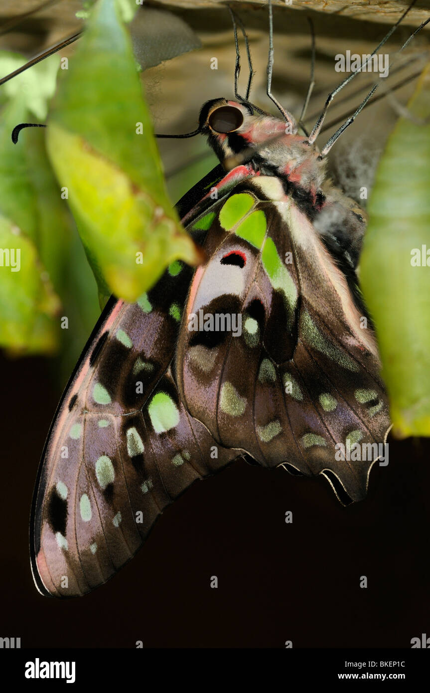 Coda di Jay butterfly Graphium agamennone appena emerse dal verde pupa da cova crisalide di Bozzolo Foto Stock