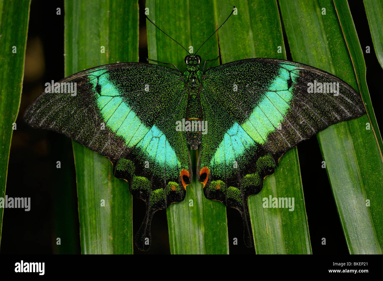 Close up di un verde pavone nastrati coda forcuta butterfly Papilio palinurus su una foglia di palma Foto Stock