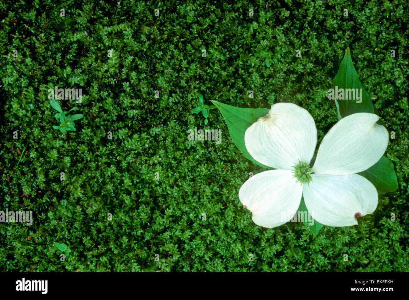 Sanguinello fiore terre intatte sul verde del giardino di muschio pavimento al di sotto Foto Stock