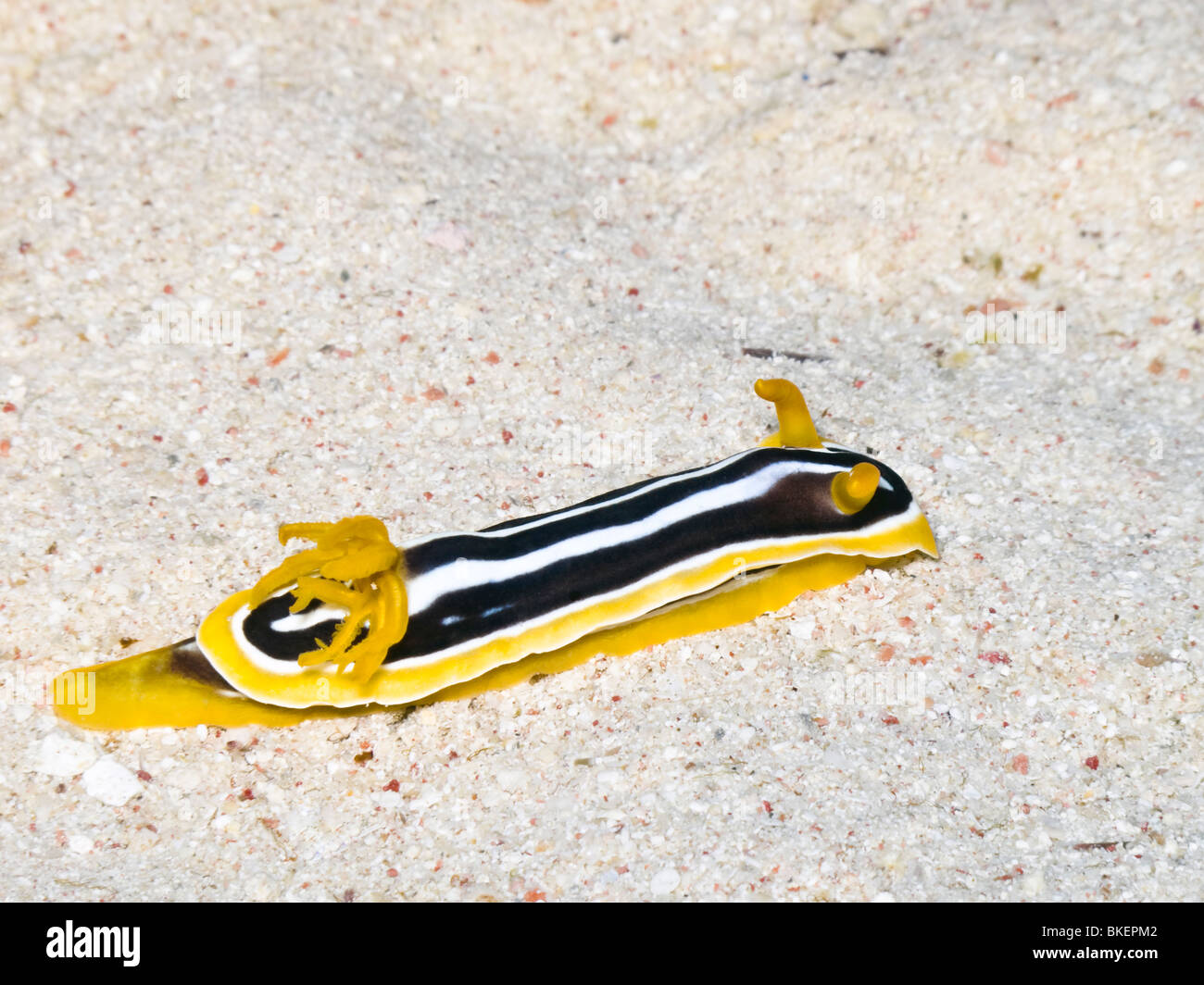 Nudibranchi Foto Stock