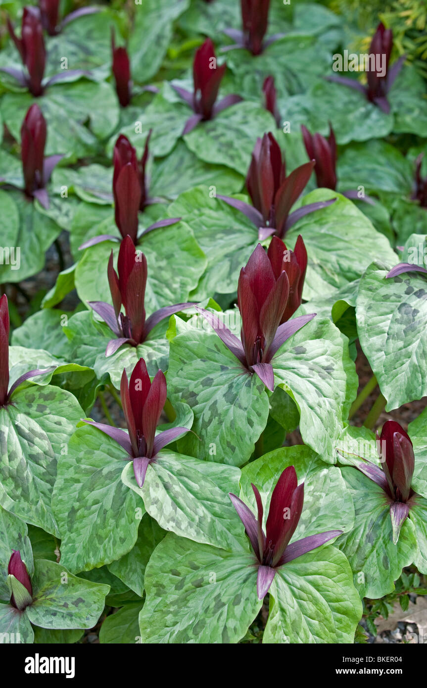 Wake Robin: Trillium chloropetalum var. giganteum. Foto Stock