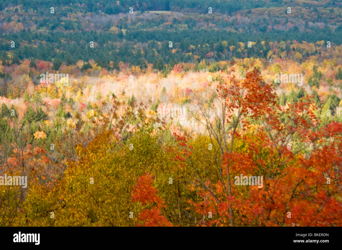 Caduta delle Foglie, Autunno Autunno,colori,Color,colori,Bear tacca Road,Bartlett, White Mountain National Forest, New Hampshire, STATI UNITI D'AMERICA Foto Stock