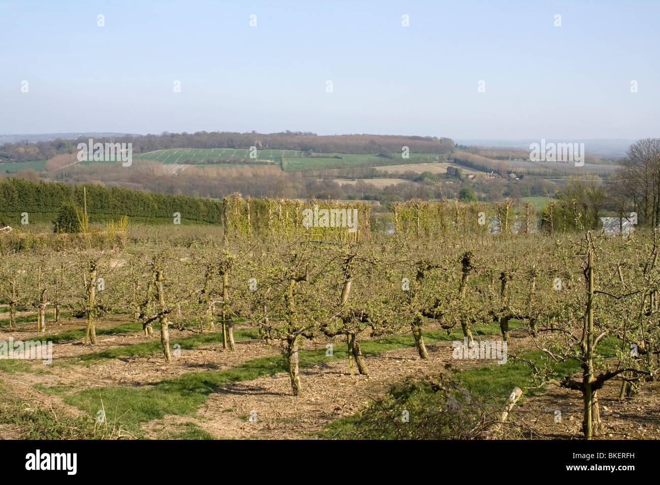 Il Weald del Kent, Inghilterra. Foto Stock