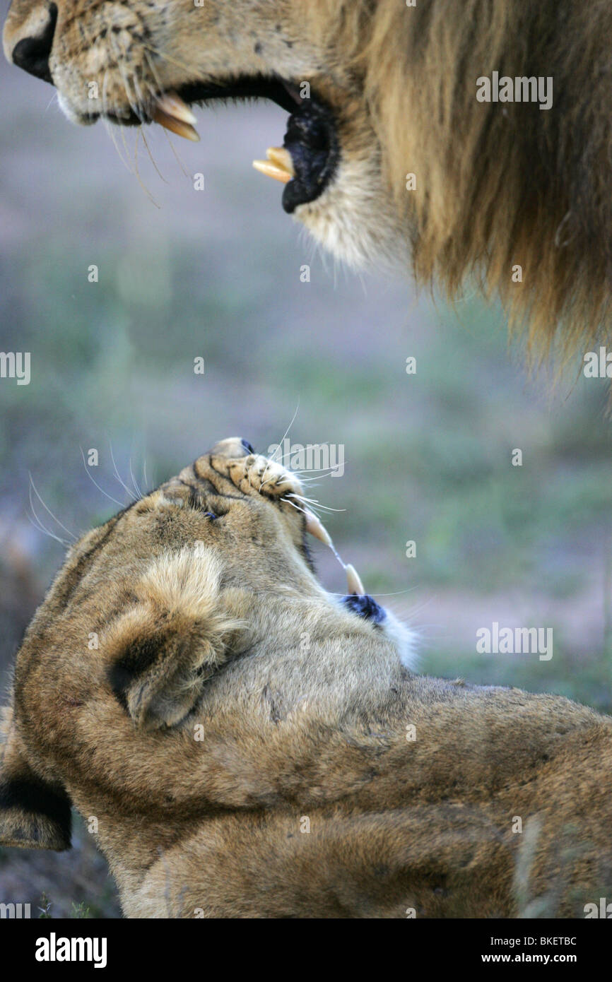 I Lions di accoppiamento, Kruger, sud africa Foto Stock