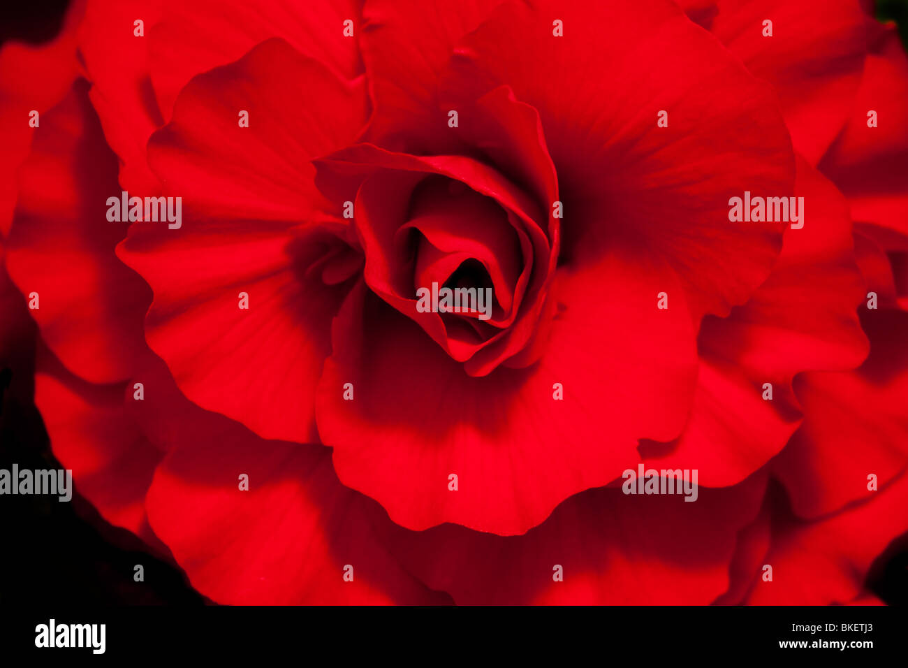 Red Begonia bagnato dal sole Foto Stock