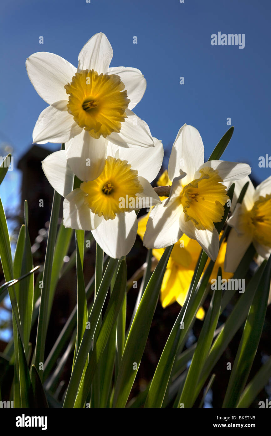 Primavera narcisi bagnato dal sole Foto Stock