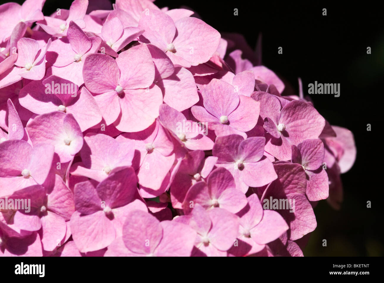 Rosa ortensie in presenza di luce solare con sfondo scuro Foto Stock