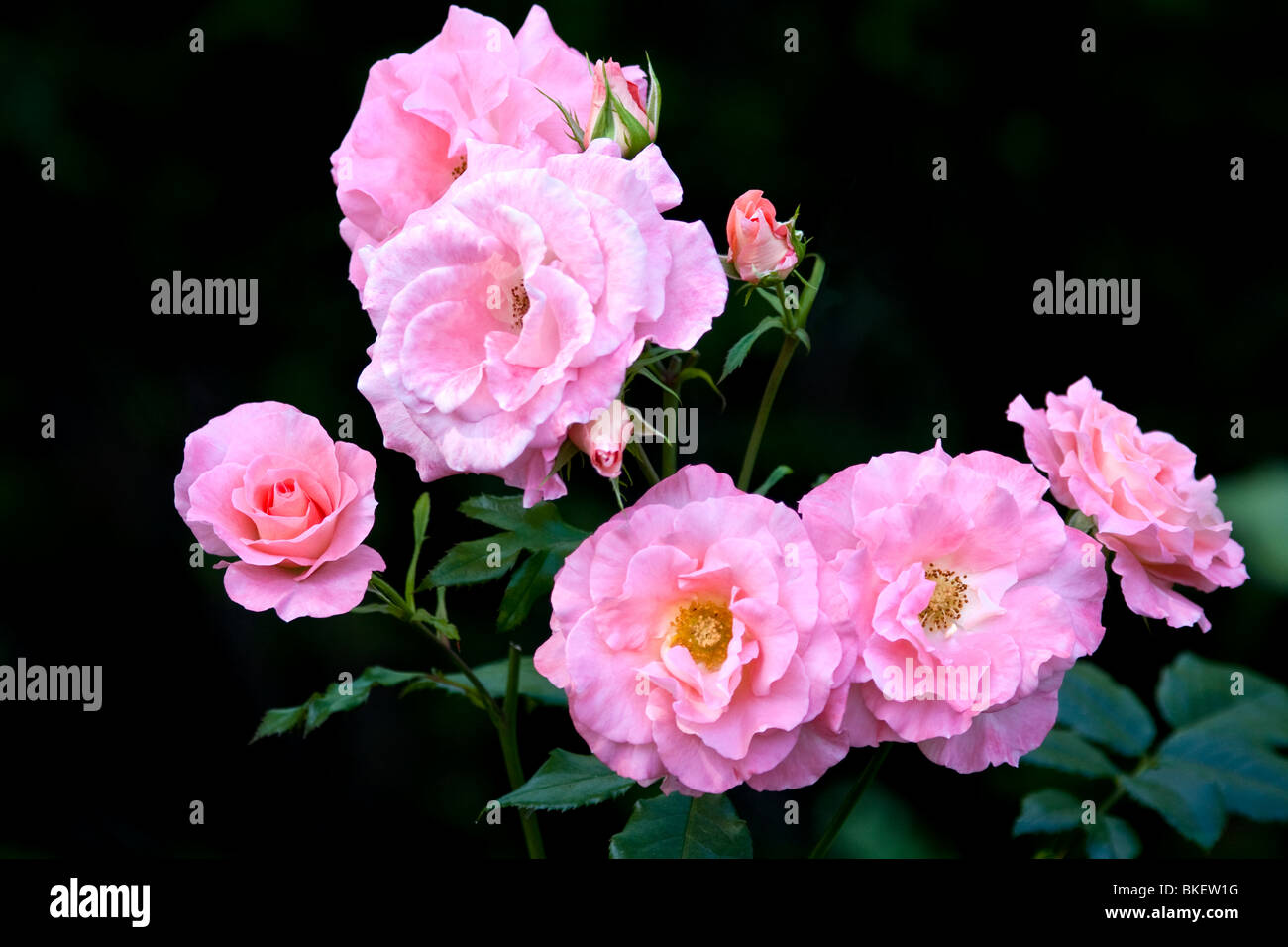 Rosa Rose Floribunda in presenza di luce solare Foto Stock