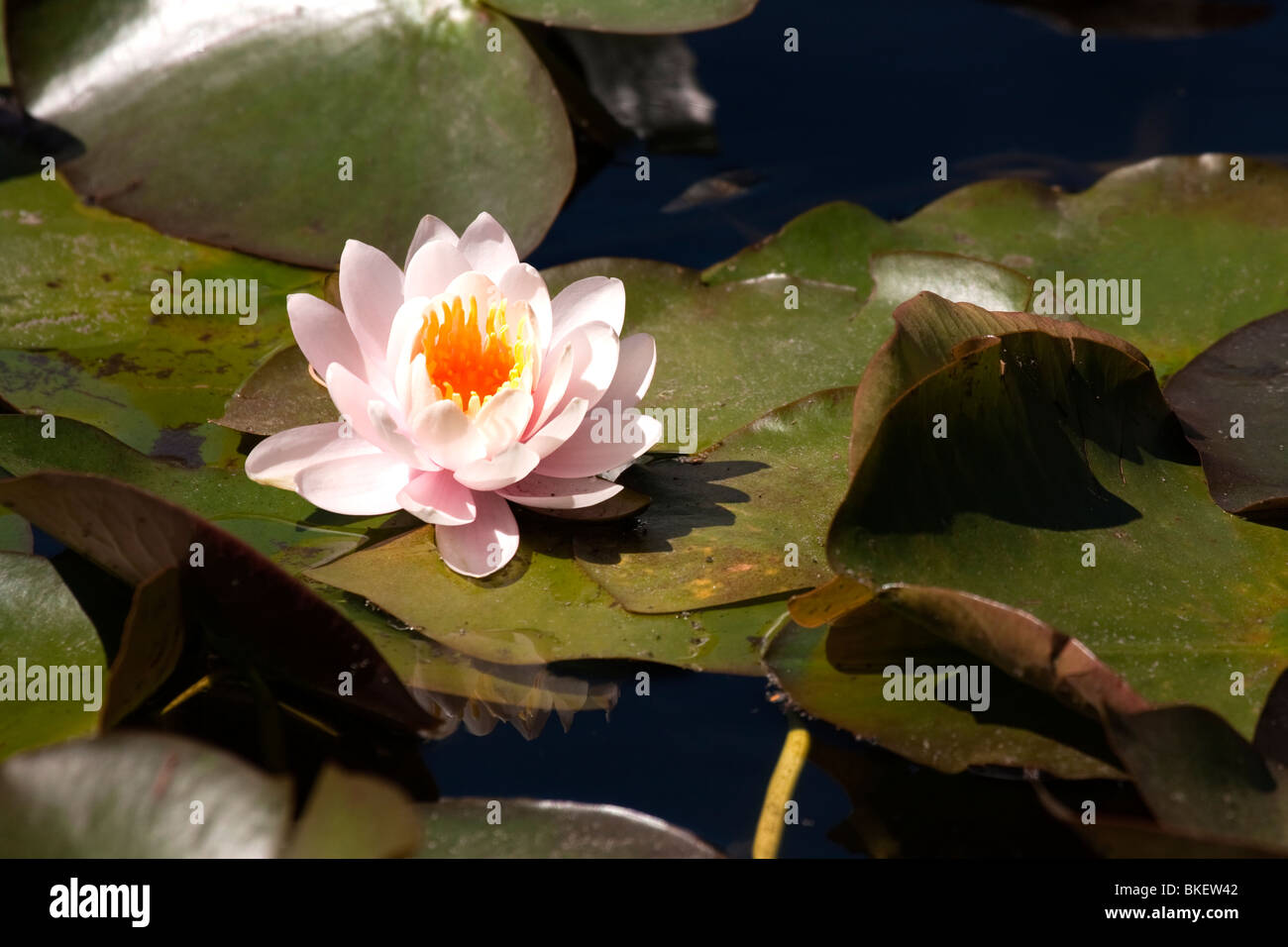 Acqua di rosa Lily bagnato dal sole Foto Stock