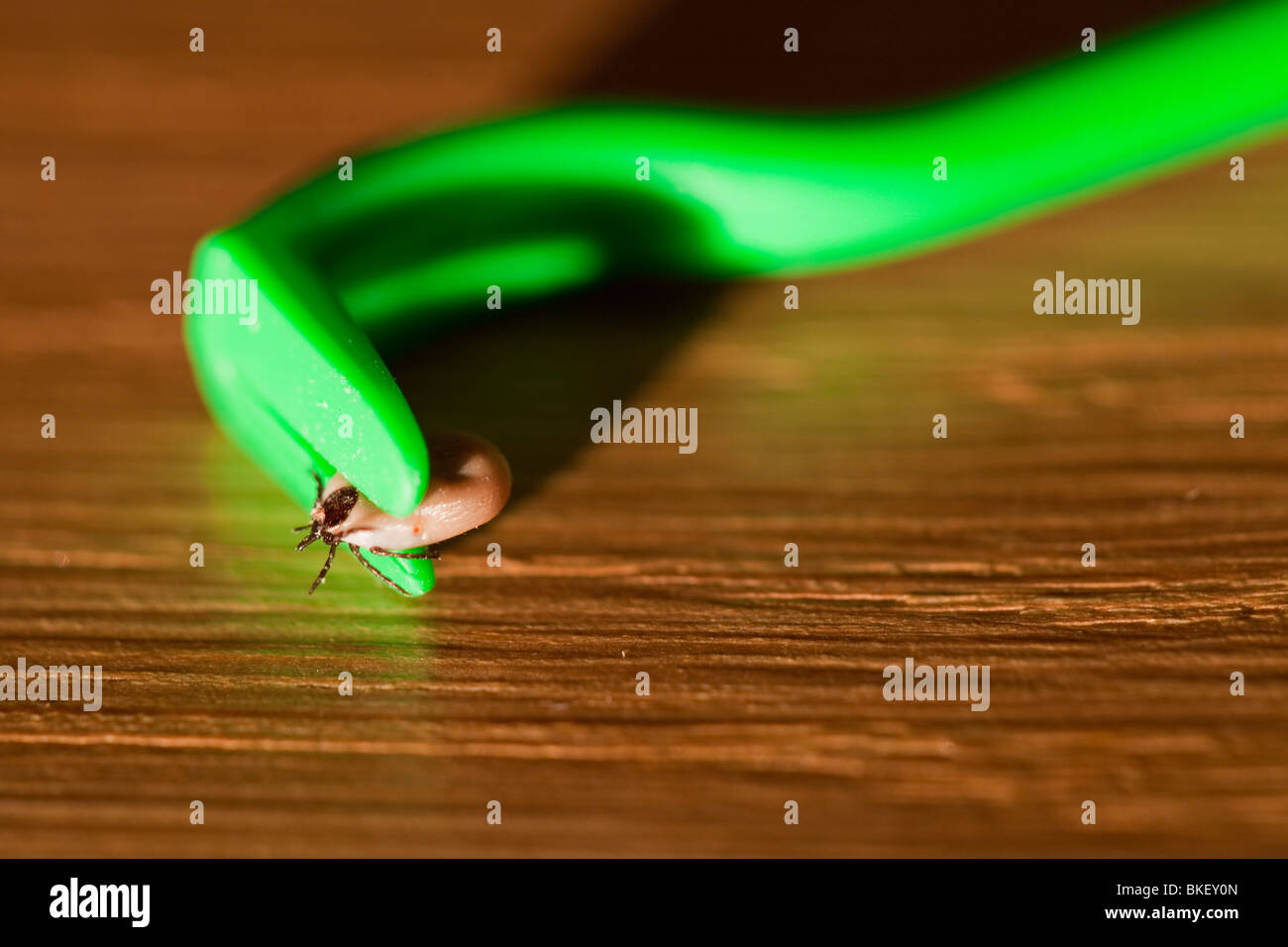 Un segno di spunta rimosso da uno specialista tick dispositivo di rimozione. Foto Stock