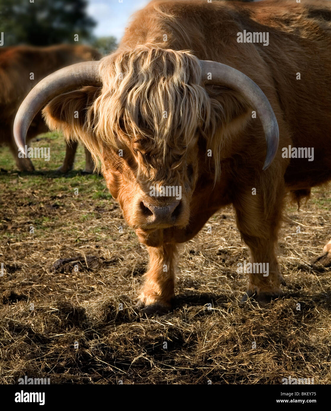 Highland Cattle Foto Stock