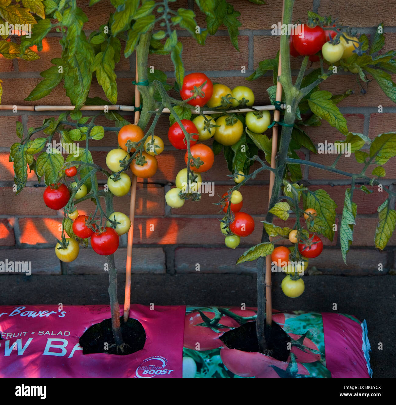 Piante di pomodoro, Foto Stock