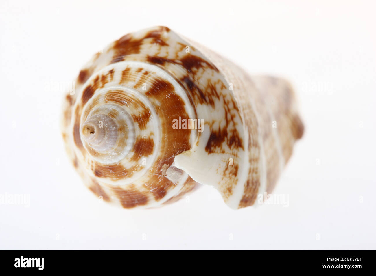 Shell, molluschi shell. Foto Stock