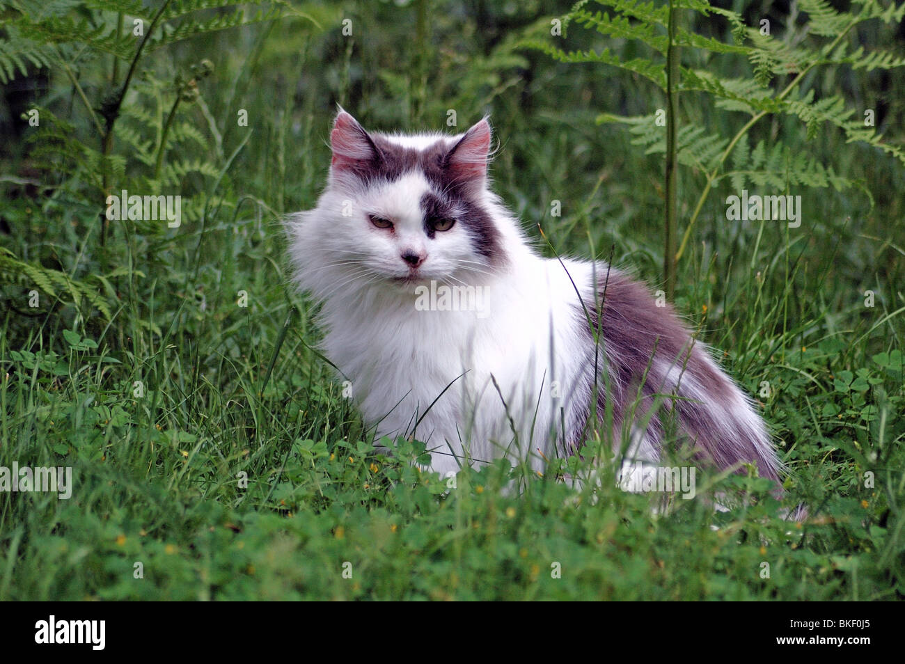 Grigio scuro e bianco dal pelo lungo il gatto domestico seduto in erba  lunga e di altri tipi di vegetazione Foto stock - Alamy