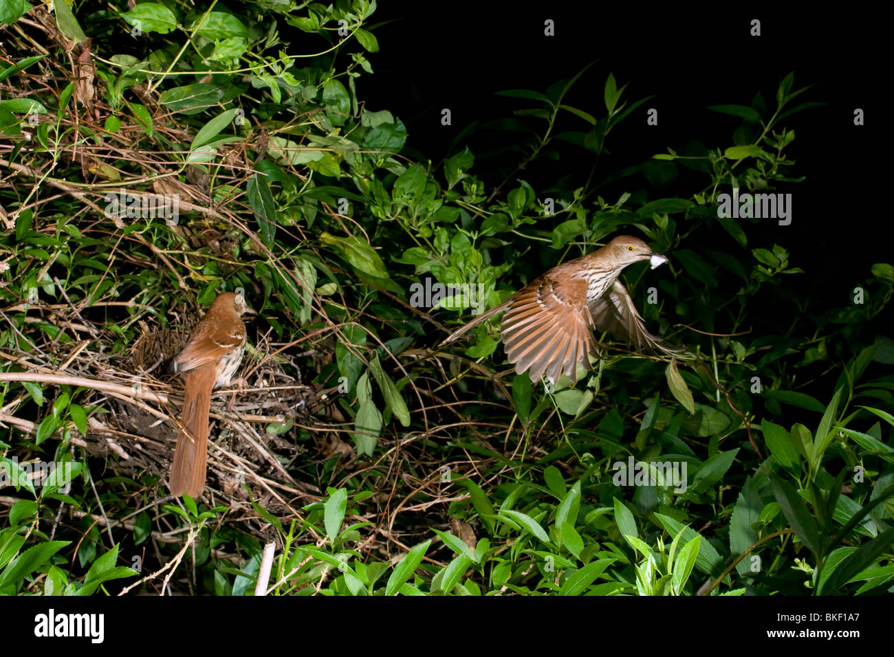 Una famiglia di marrone thrashers (Toxostoma rufum). Foto Stock
