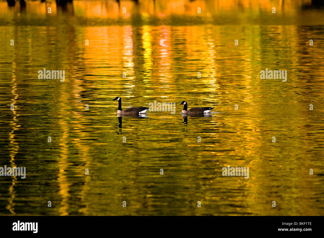 Due oche canadesi sull'acqua occoquan capannone con colori vivaci che si riflette sull'acqua durante l'ora d'oro Foto Stock