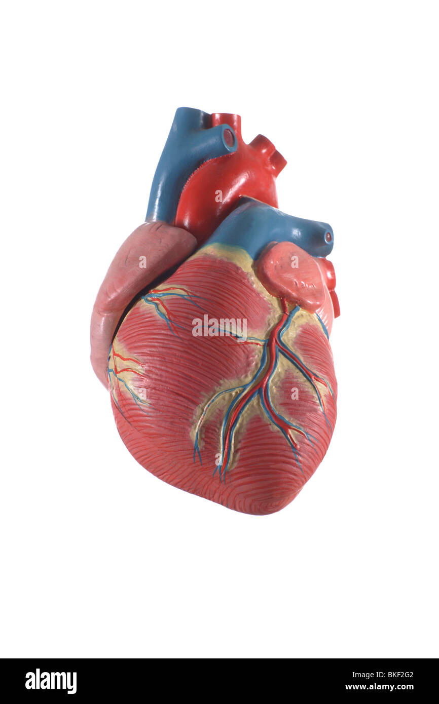 Modelli anatomici di organi Foto Stock