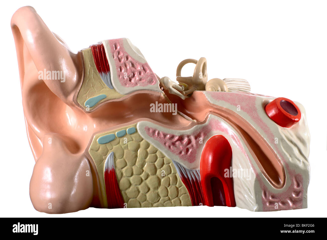 Modelli anatomici di organi Foto Stock