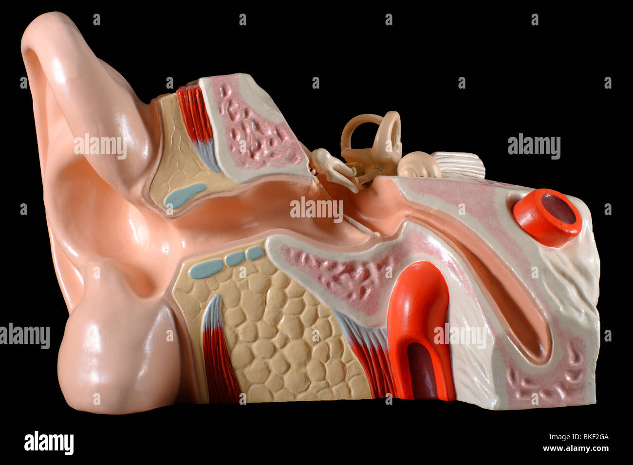 Modelli anatomici di organi Foto Stock