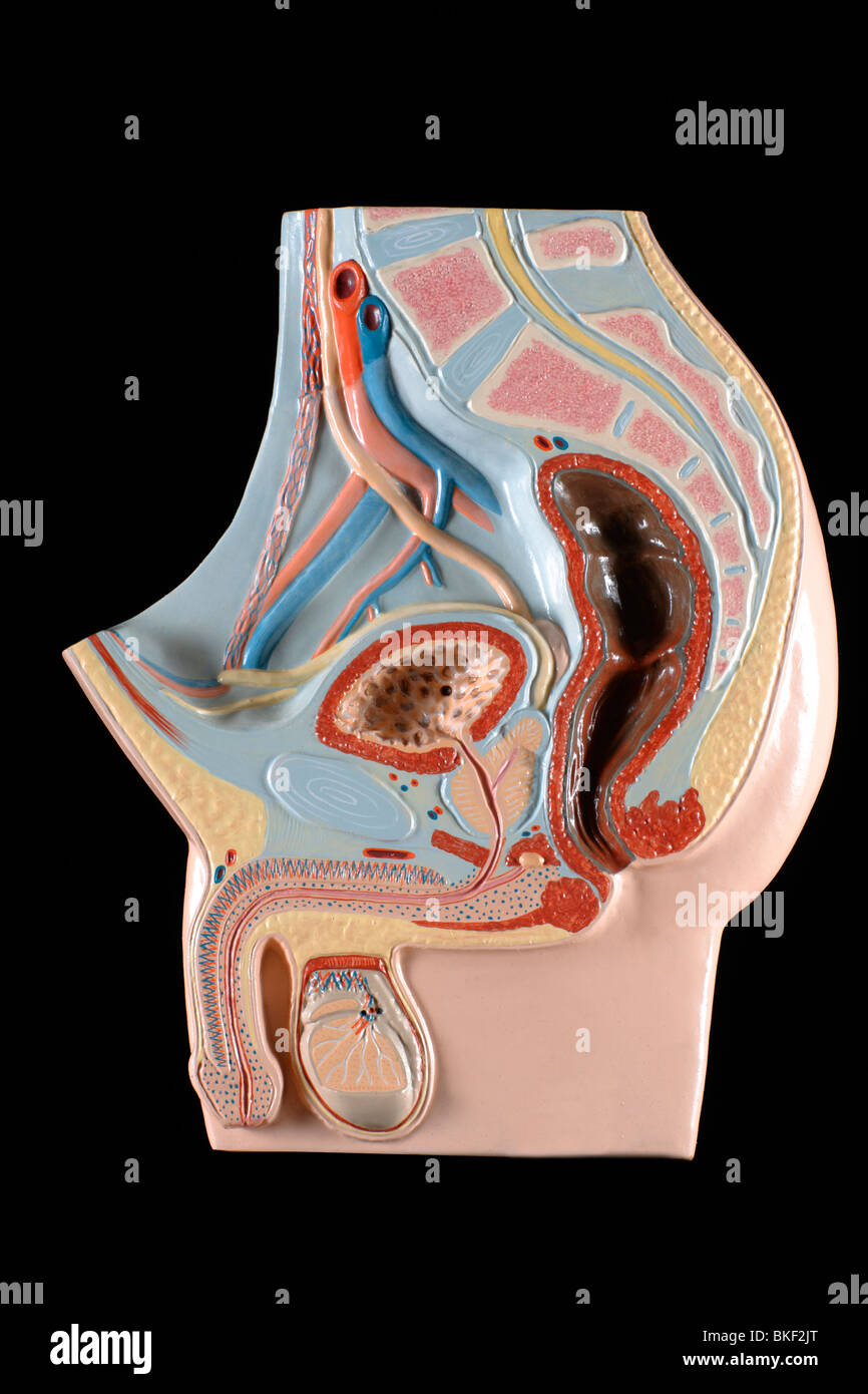 Modello anatomico dei maschi di organi genitali Foto Stock