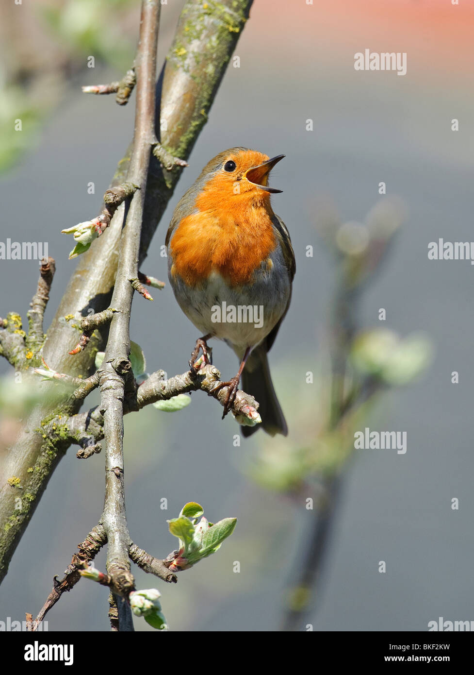 Unione Robin Erithacus rubecula in piena primavera sone da un albero di mele in giardino. Foto Stock