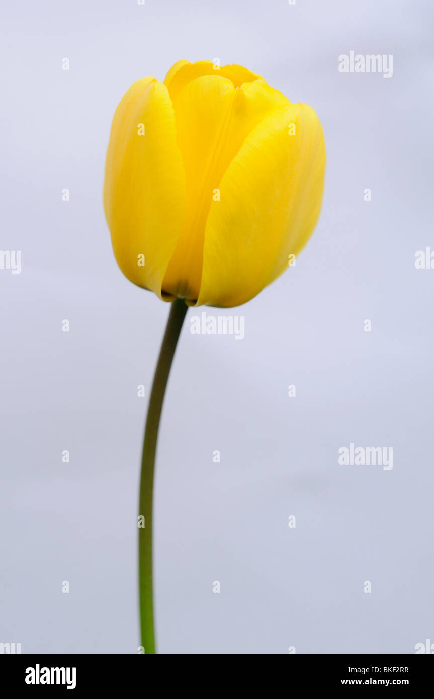 Tulipano giallo. Foto Stock