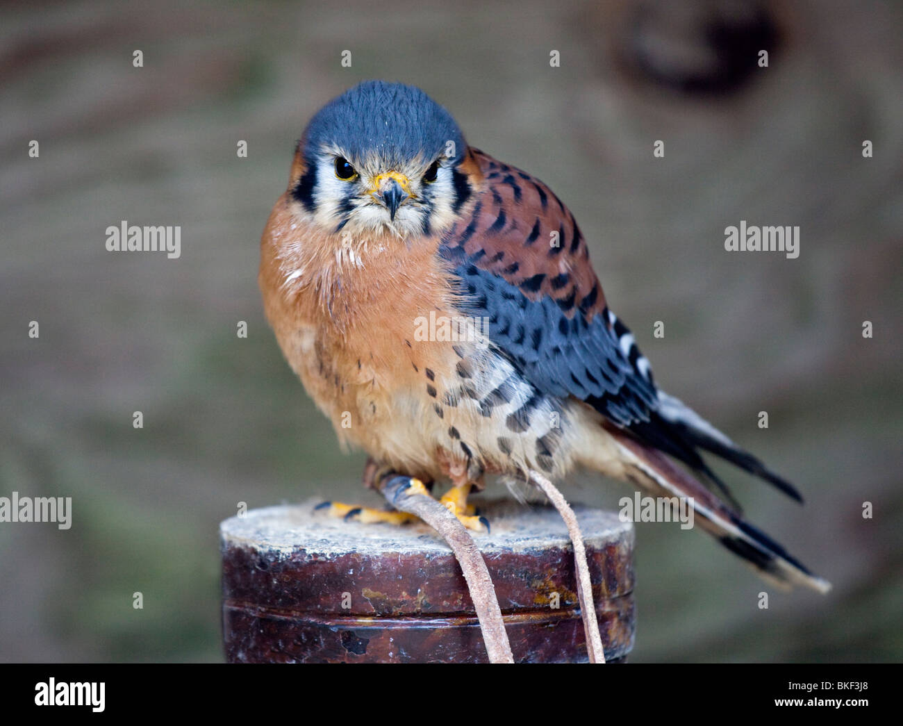 American Gheppio (Falco sparverius) Foto Stock