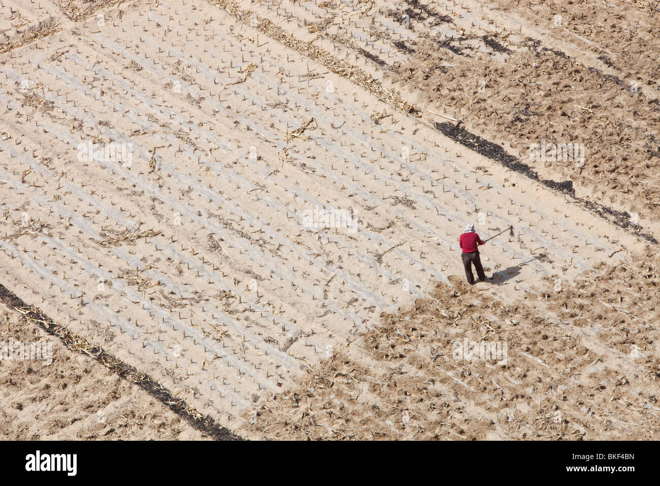 Un Cinese contadino lavorando duramente in un colpite dalla siccità in campo nella provincia di Shanxi, Cina. Foto Stock