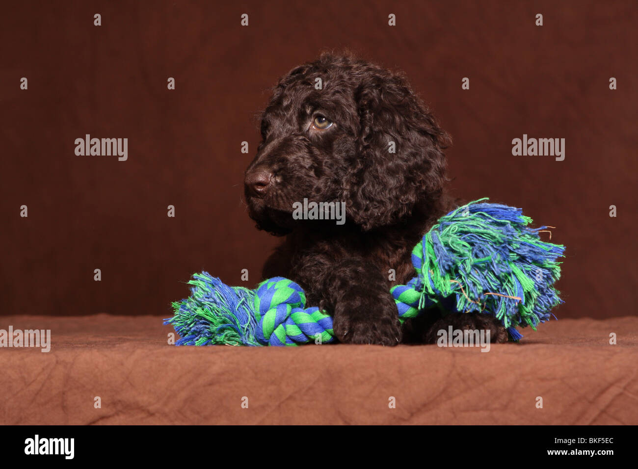 Acqua irlandese spaniel cucciolo Foto Stock