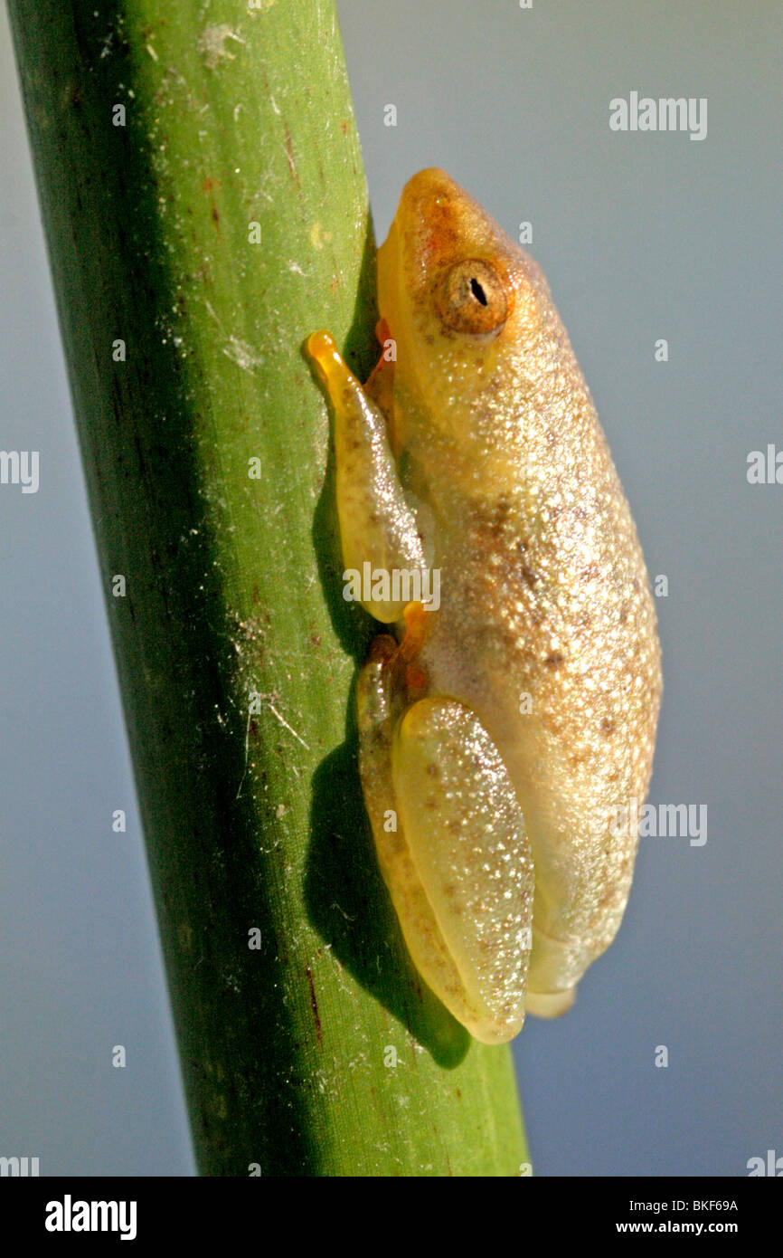 Dipinto di rana Reed Foto Stock