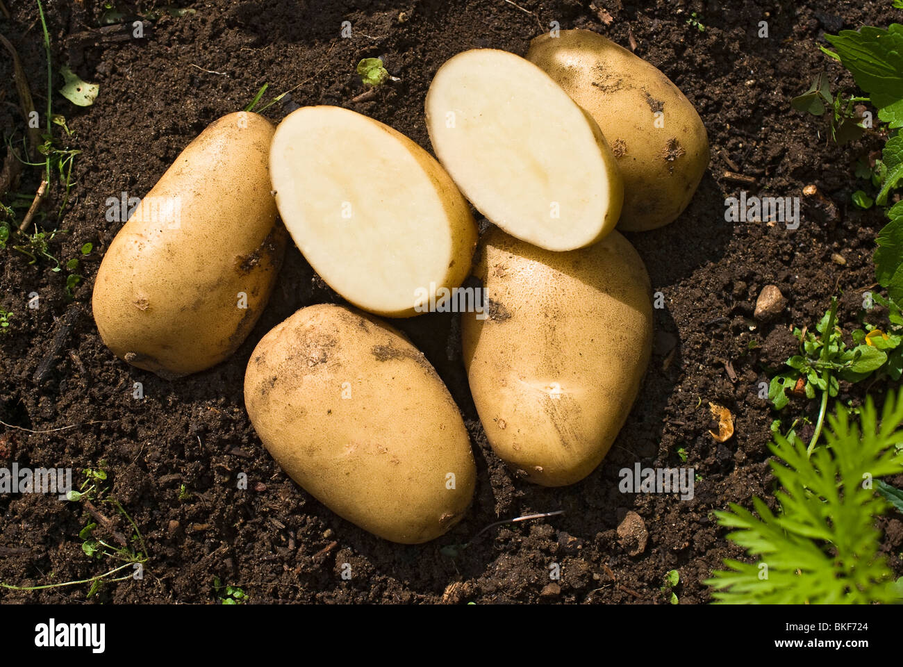 Appena scavato patate comuni sulla terra Foto Stock