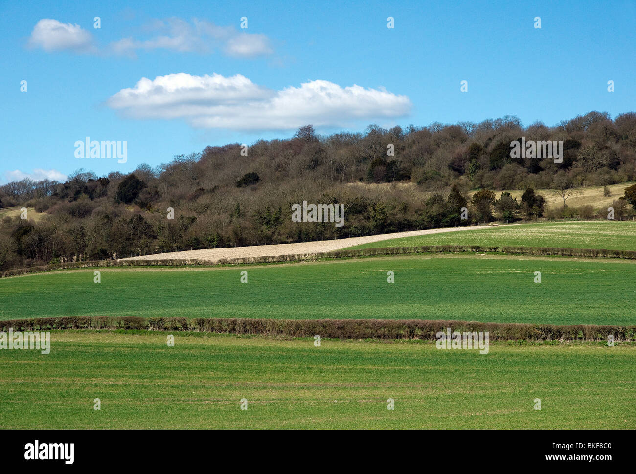 La North Downs vicino a Guildford nel Surrey Foto Stock