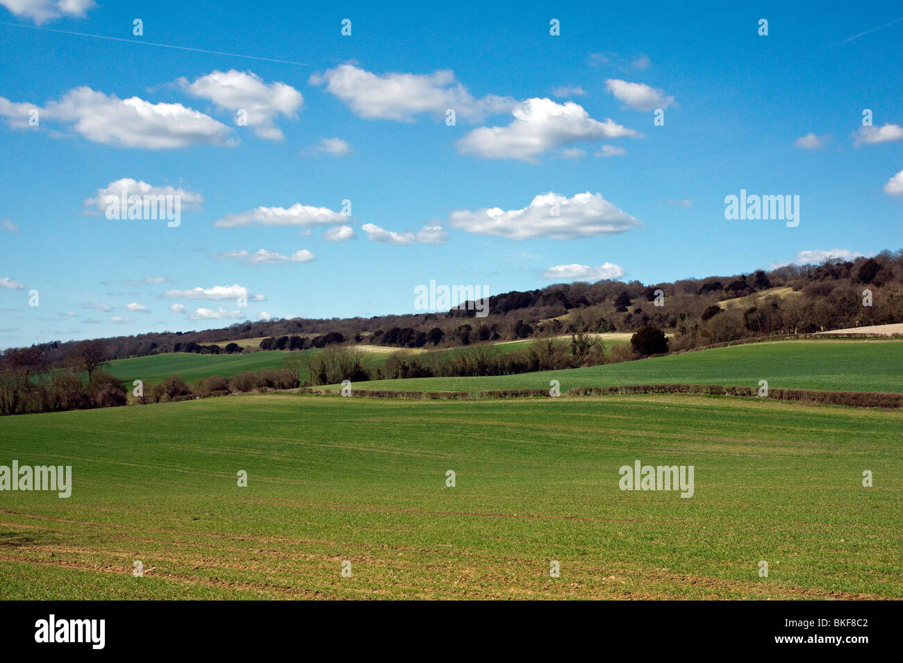 La North Downs vicino a Guildford nel Surrey Foto Stock