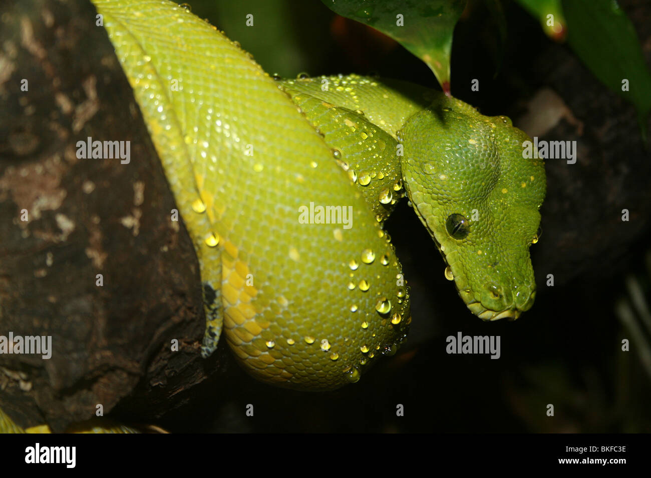 Green Python Chondropython viridis preso per lo Zoo di Chester, Regno Unito Foto Stock