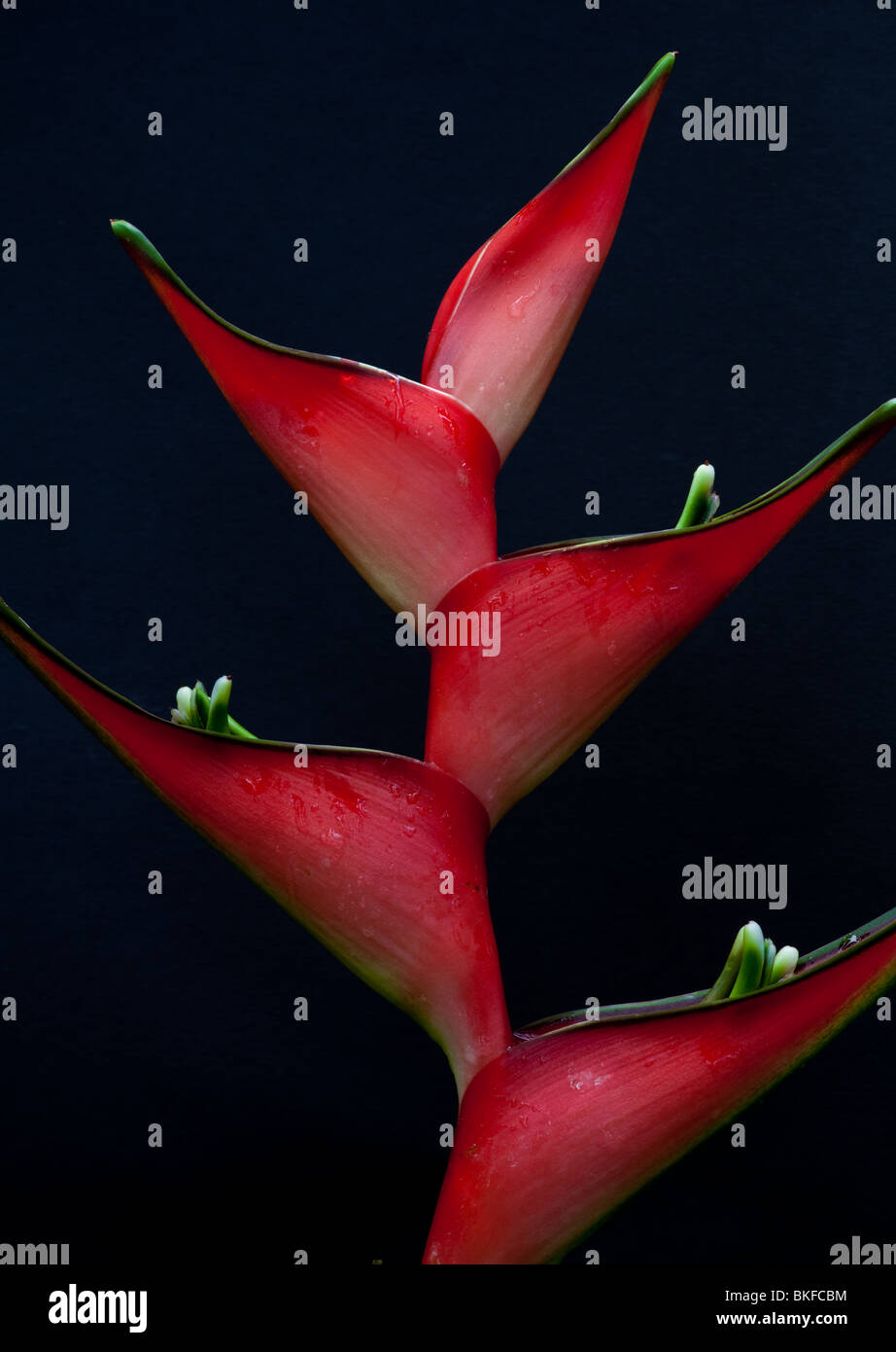 Close-up di un Heliconia fiore in fiore Foto Stock