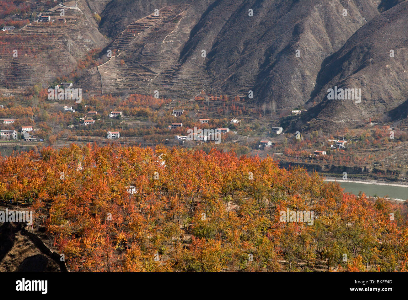 Bianche case coloniche sparse tra i frutteti di pera che girare un colore rosso brillante in autunno a Jinchuan in Cina. Foto Stock