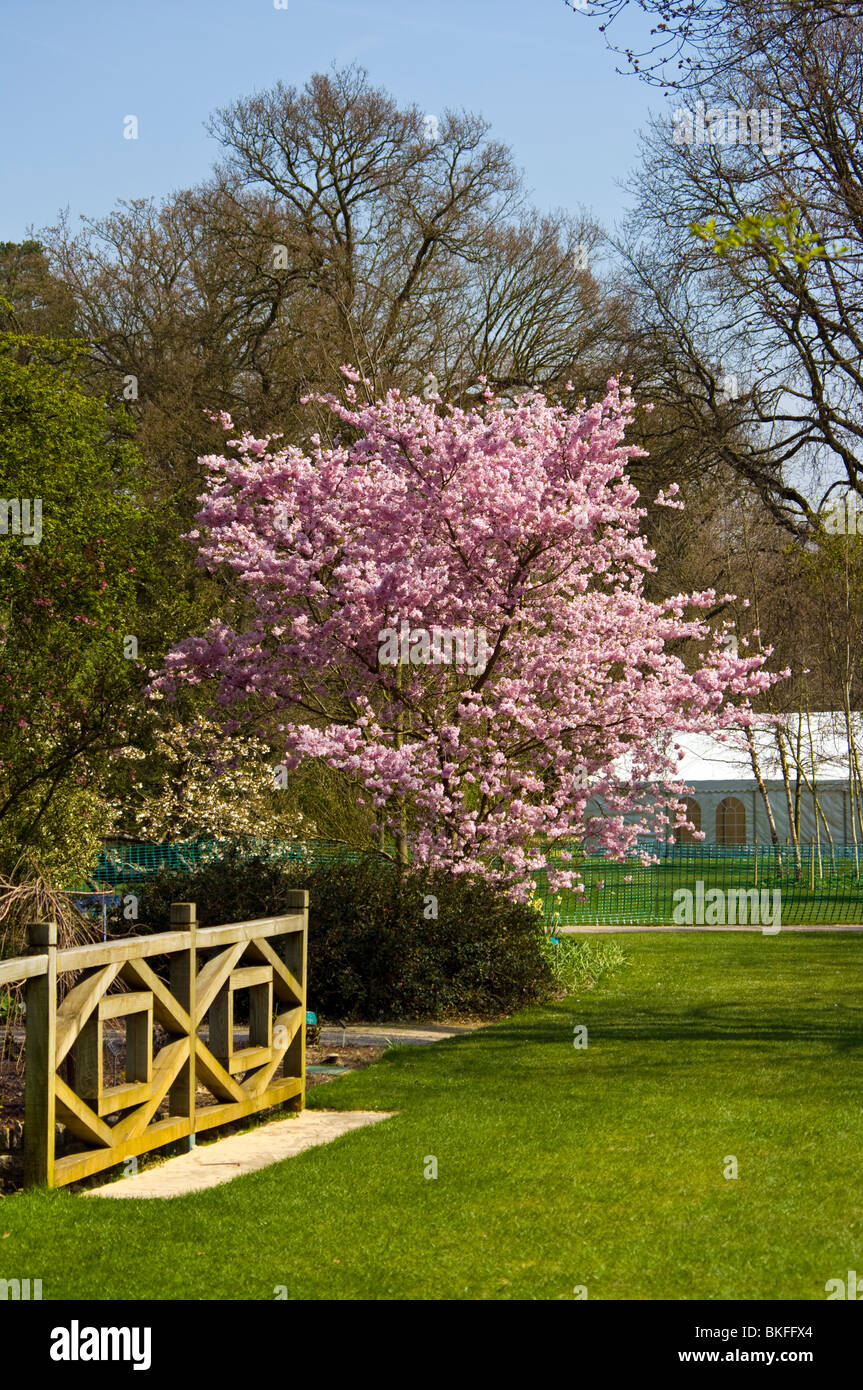 Fioritura ornamentali Ciliegio Prunus entusiastico sostegno nel pieno fiore Foto Stock