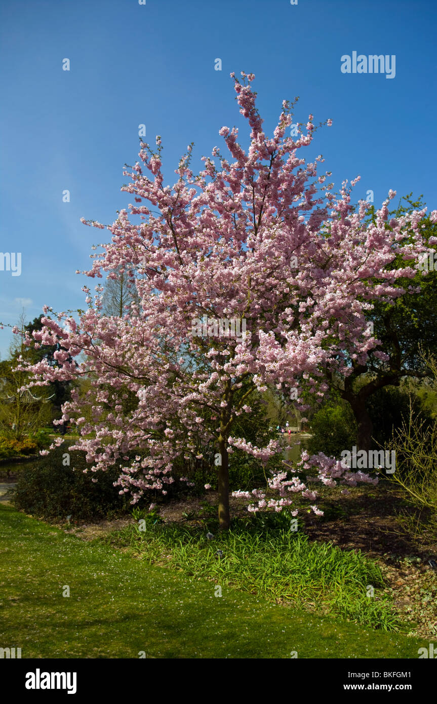 Fioritura ornamentali Ciliegio Prunus entusiastico sostegno nel pieno fiore Foto Stock