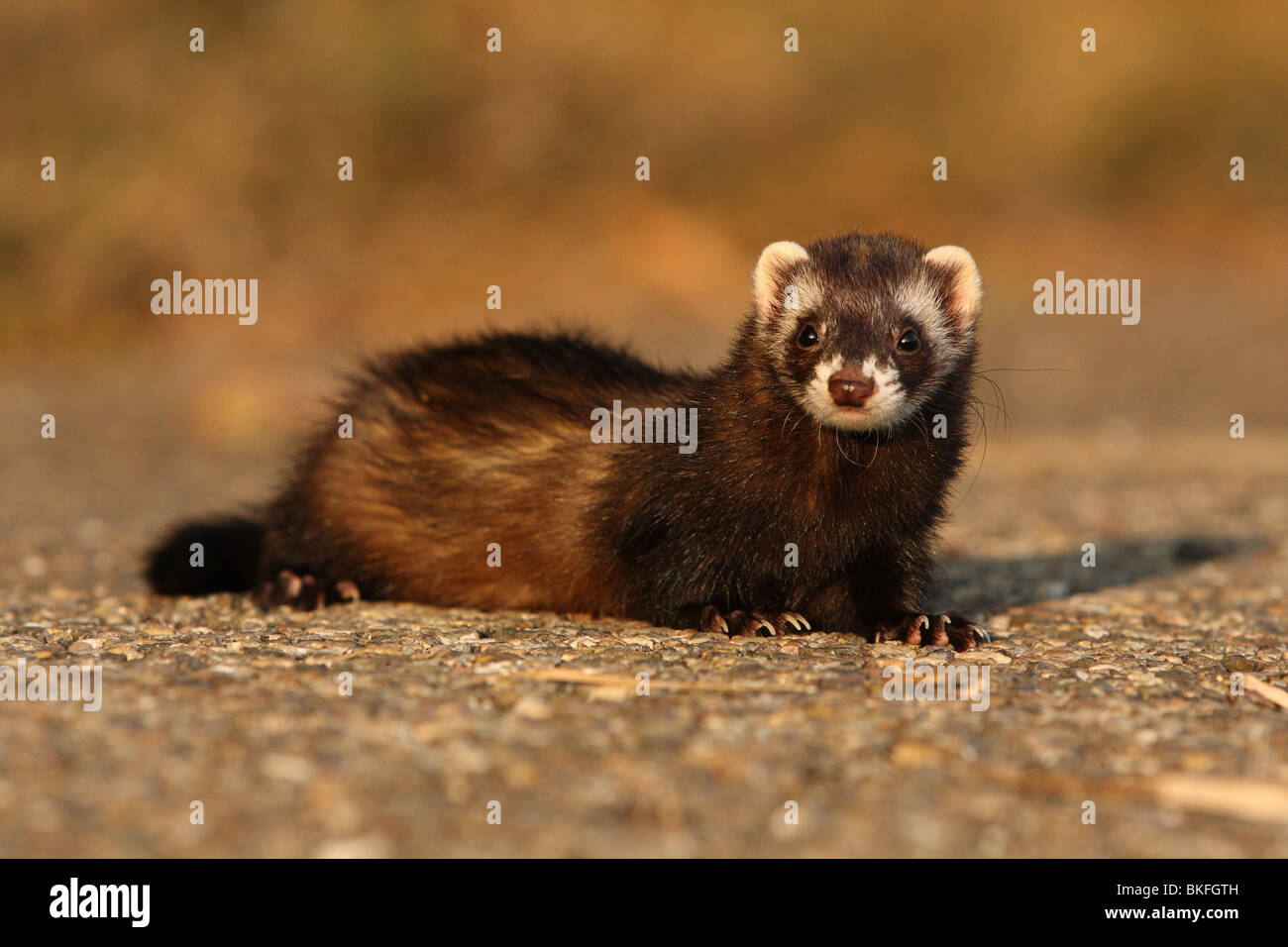 Frettchen / ferret Foto Stock