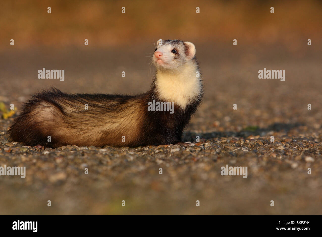 Frettchen / ferret Foto Stock