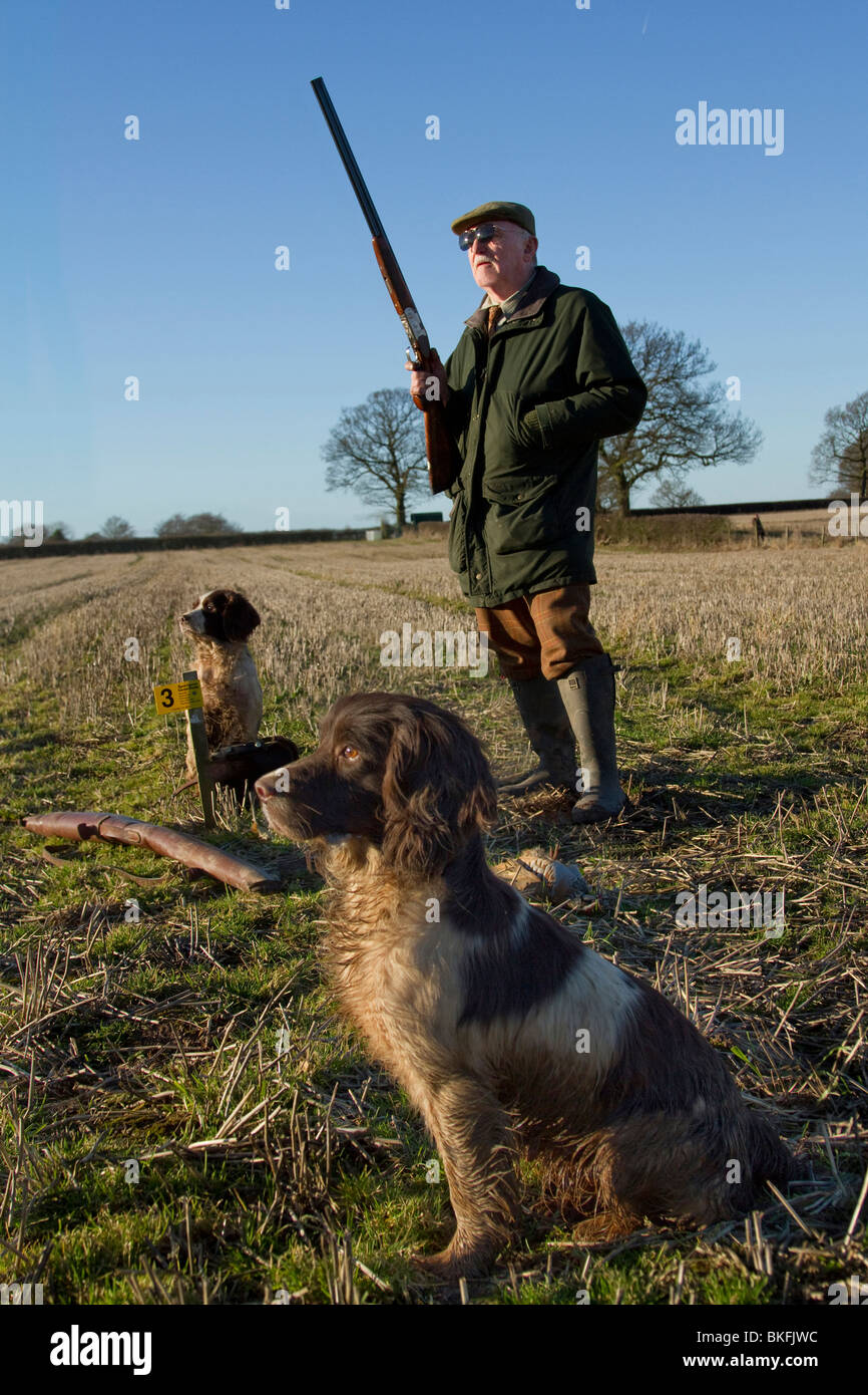 Un uomo fagiani di ripresa in un campo con la sua pistola cani e un giorno di sole Foto Stock